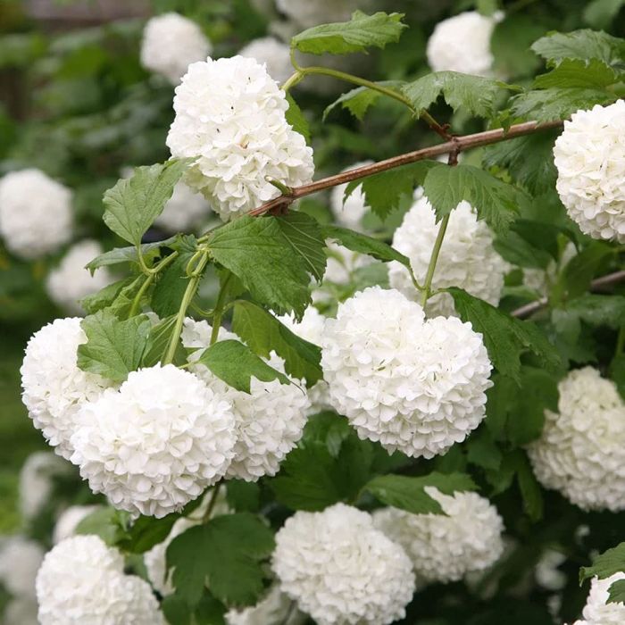 Viburnum opulus Roseum - Gelder Rose