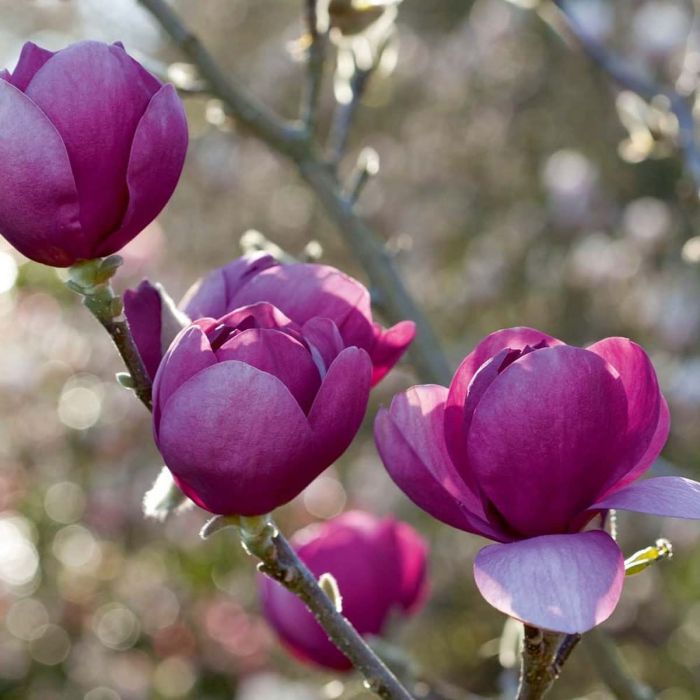 Magnolia Black Tulip