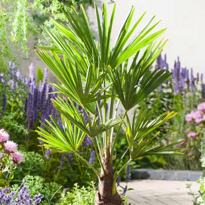 Trachycarpus fortunei - Chusan Palm
