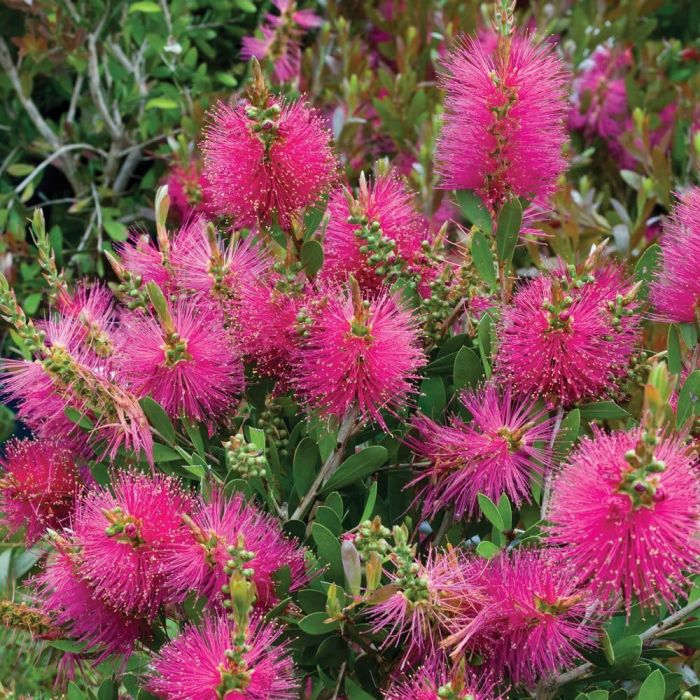 Callistemon viminalis Hot Pink - Bottlebrush