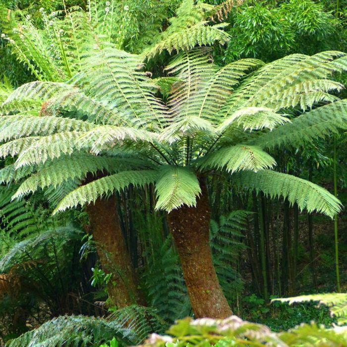 Dicksonia Antarctica - Tree Fern